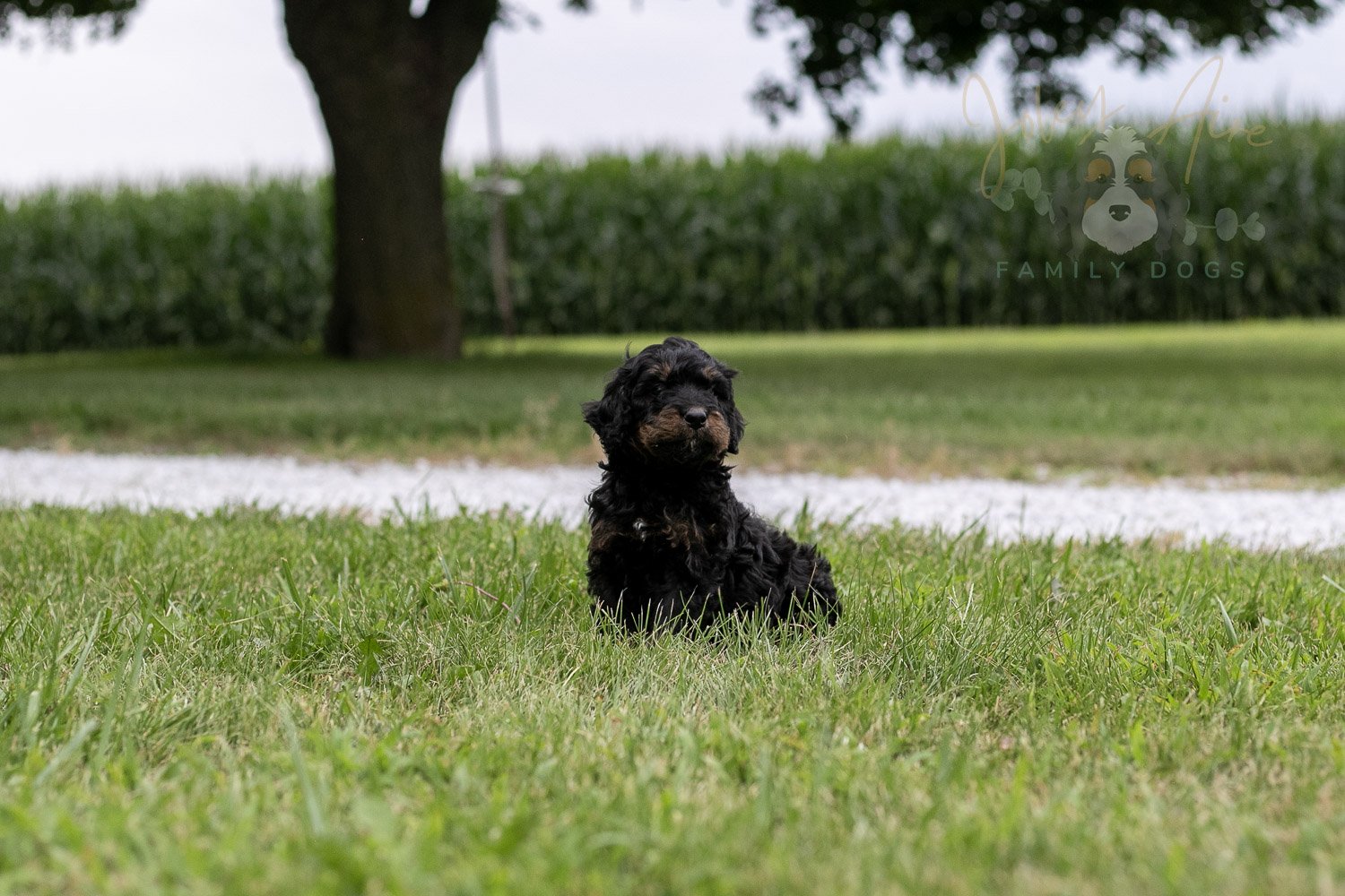 Bryce Bernedoodle Puppy-73.jpg
