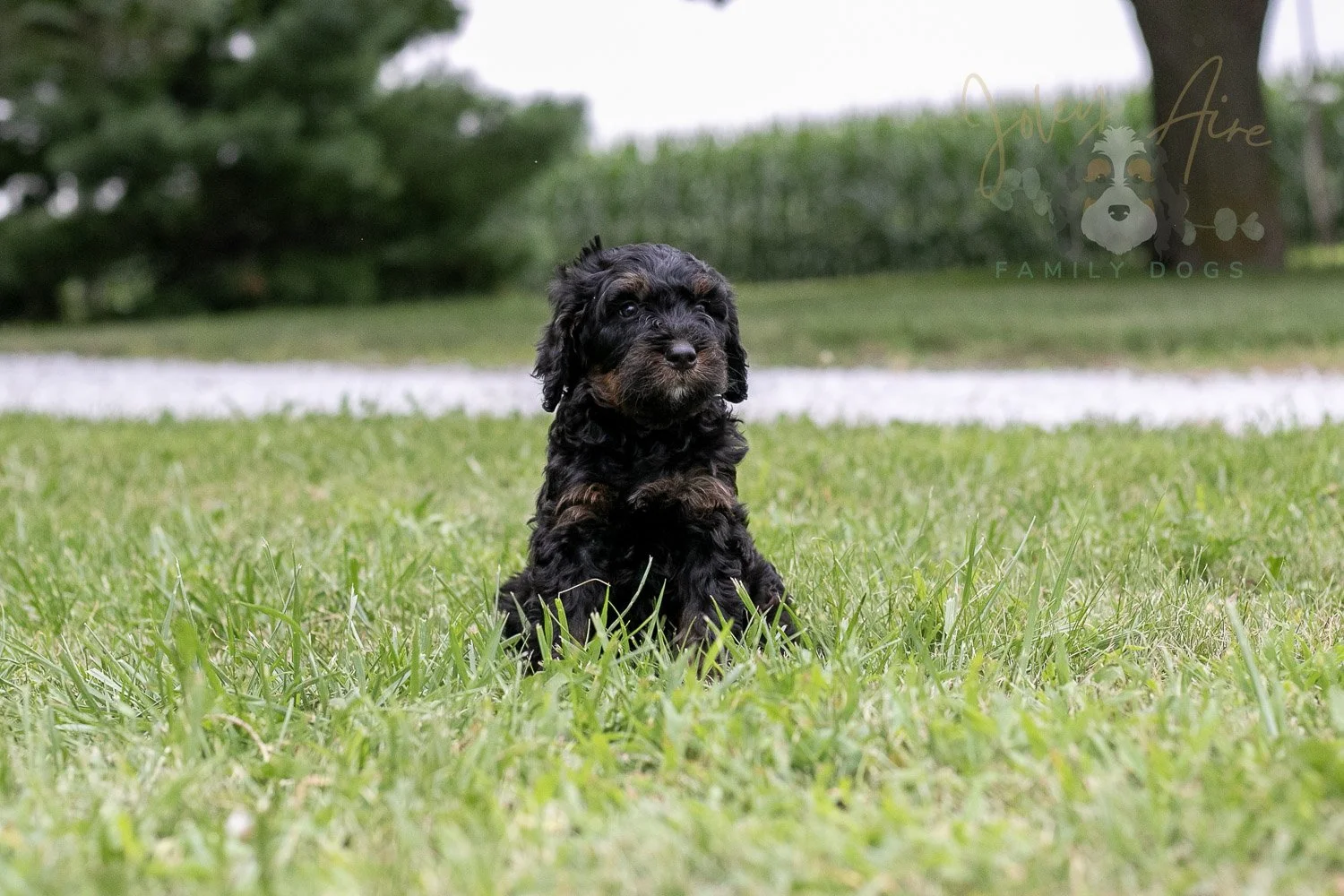 Acadia Bernedoodle Puppy-83.jpg