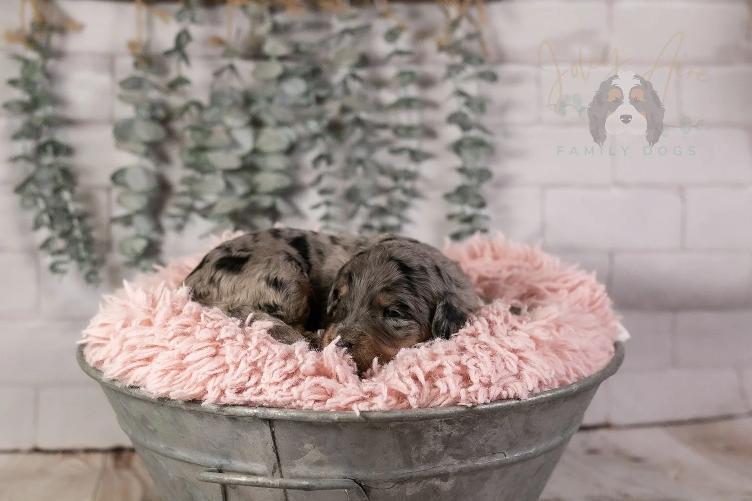 Ukelele Bernedoodle Puppy-8.jpg