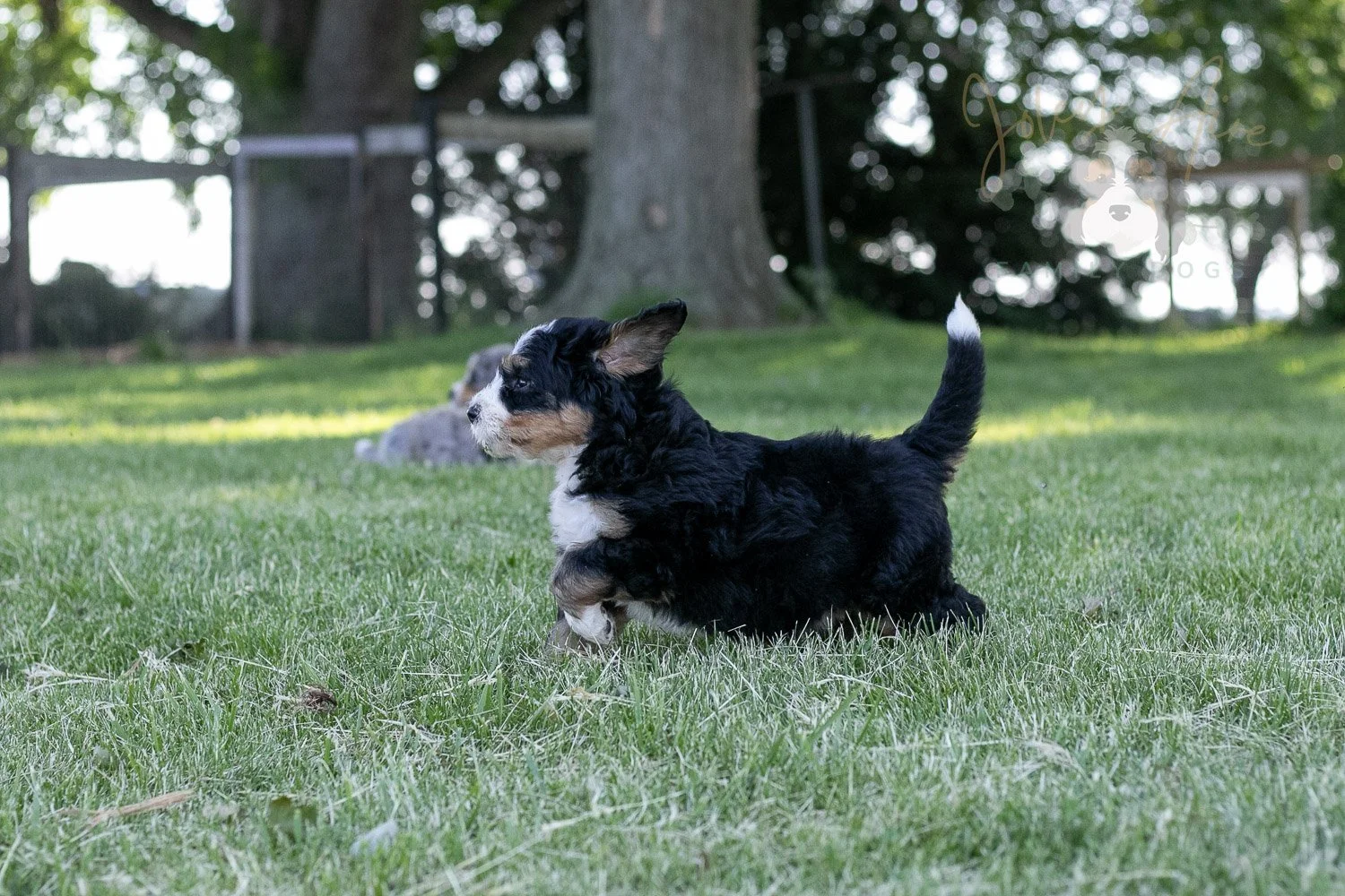 Trumpet Bernedoodle Puppy-10.jpg