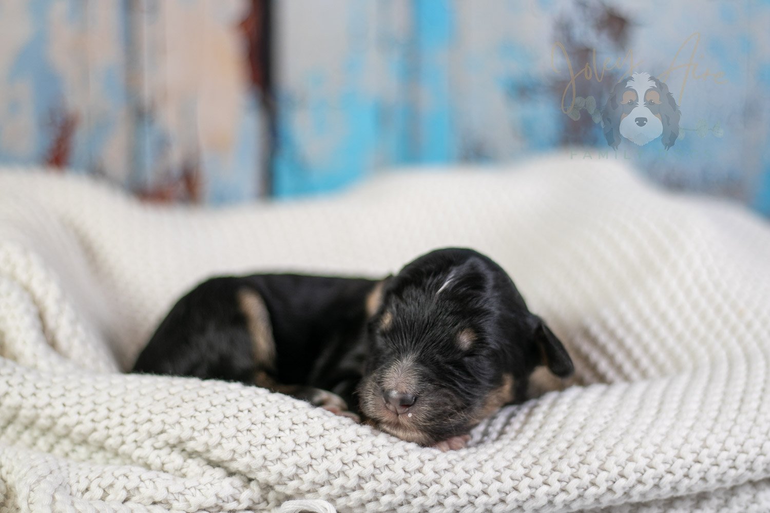 Georgia O'Keefe Bernedoodle Puppy-72.jpg