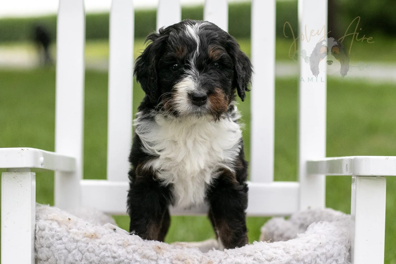 Yosemite Bernedoodle Puppy-965.jpg