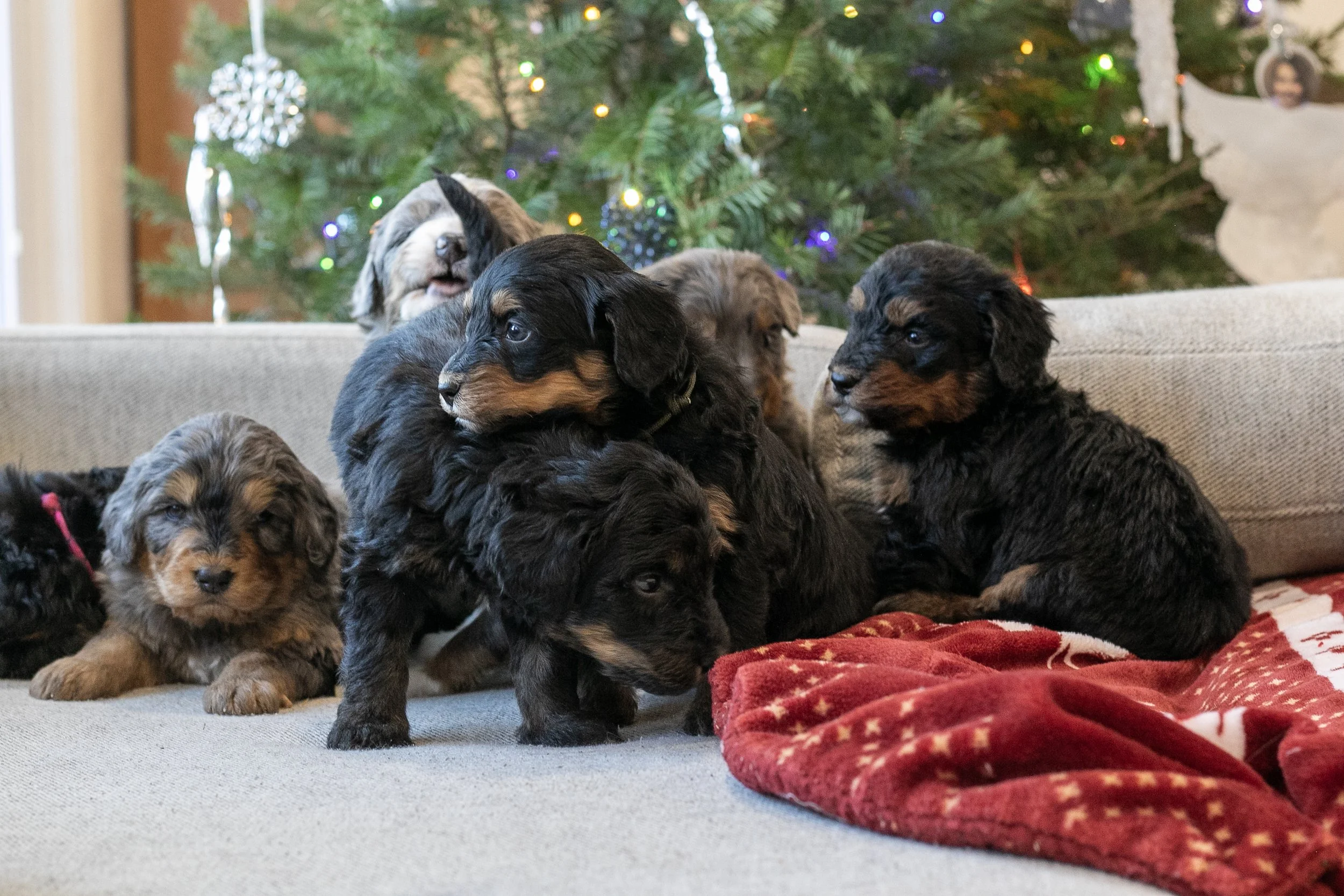 Whole Litter MountainsBernedoodle Puppy-13.jpg