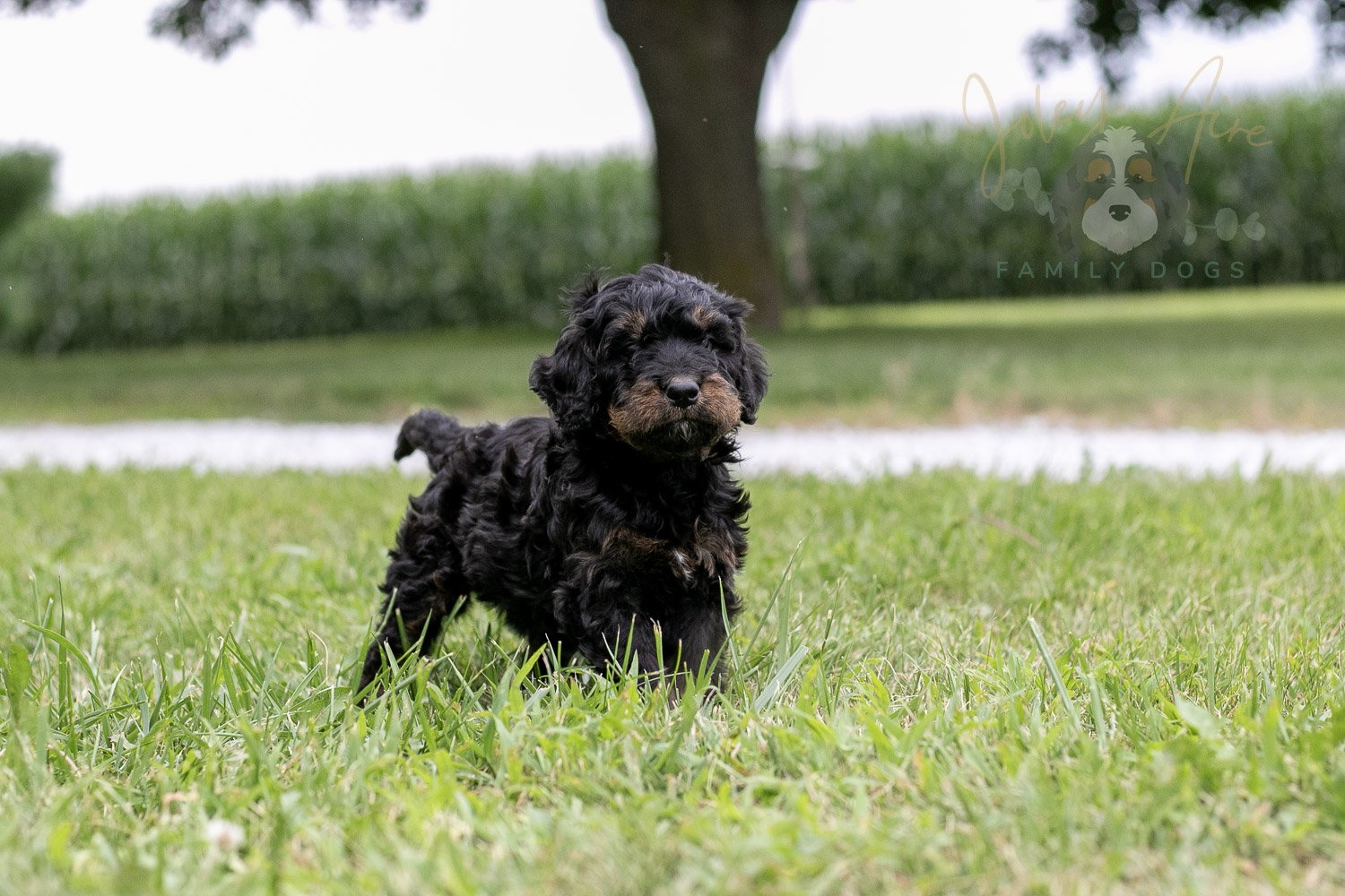 Bryce Bernedoodle Puppy-62.jpg