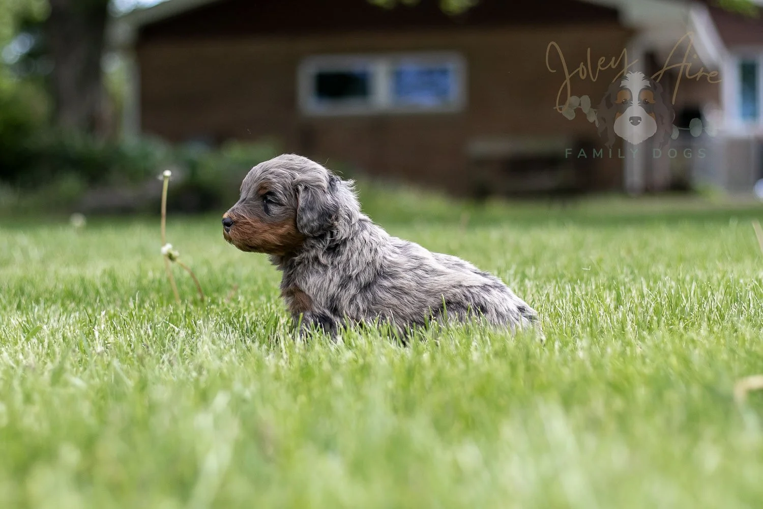 Flute Bernedoodle Puppy-37.jpg