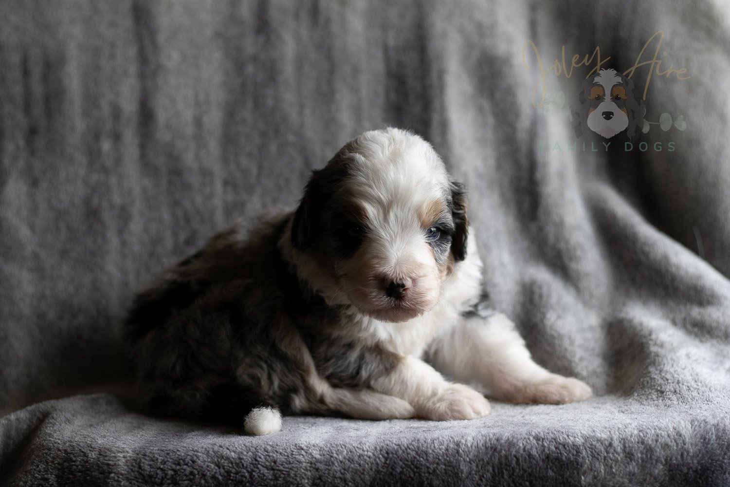Pablo Picasso Bernedoodle Puppy-113.jpg