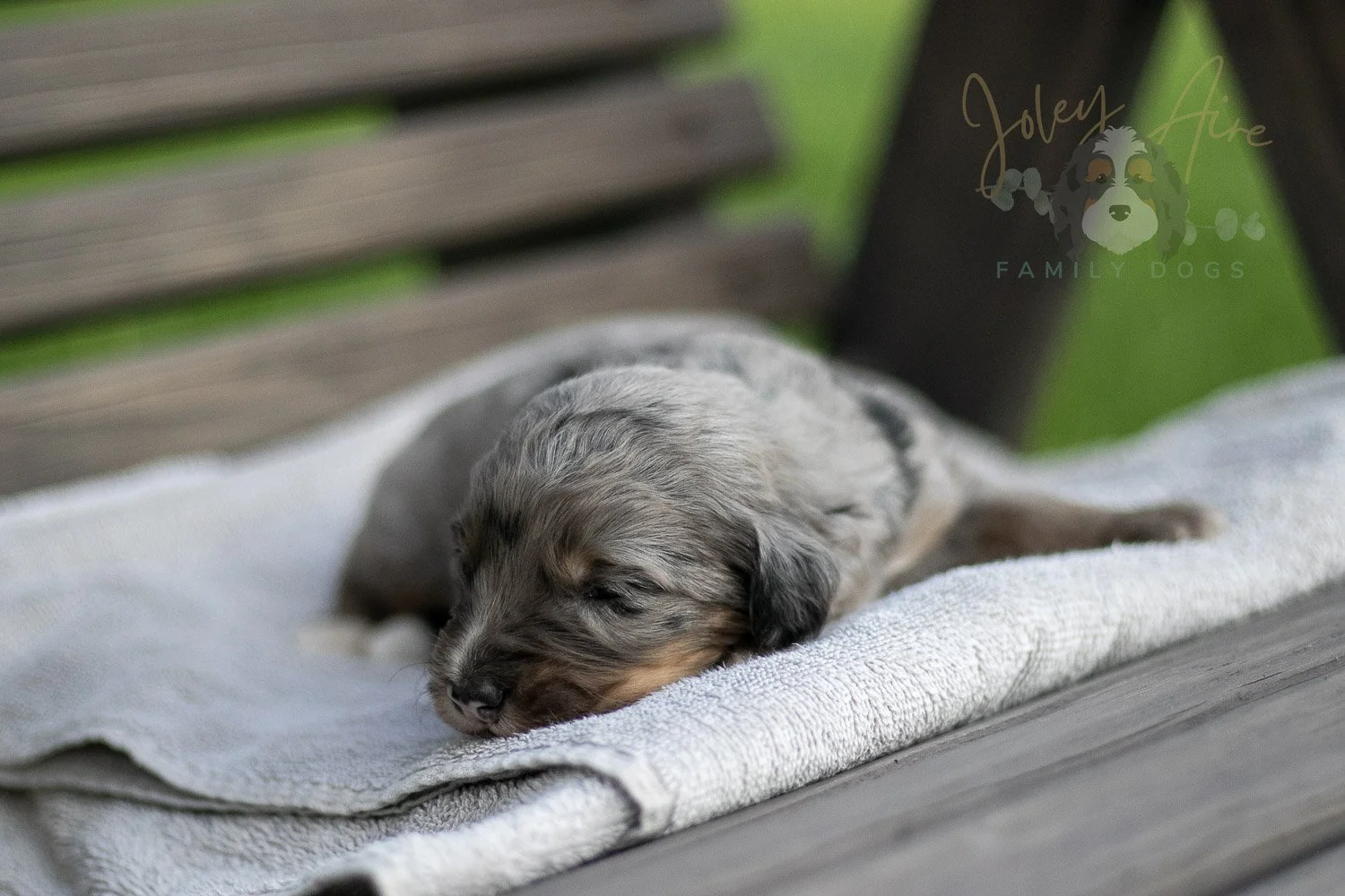 Matthew Cuthbert Bernedoodle Puppy-25.jpg