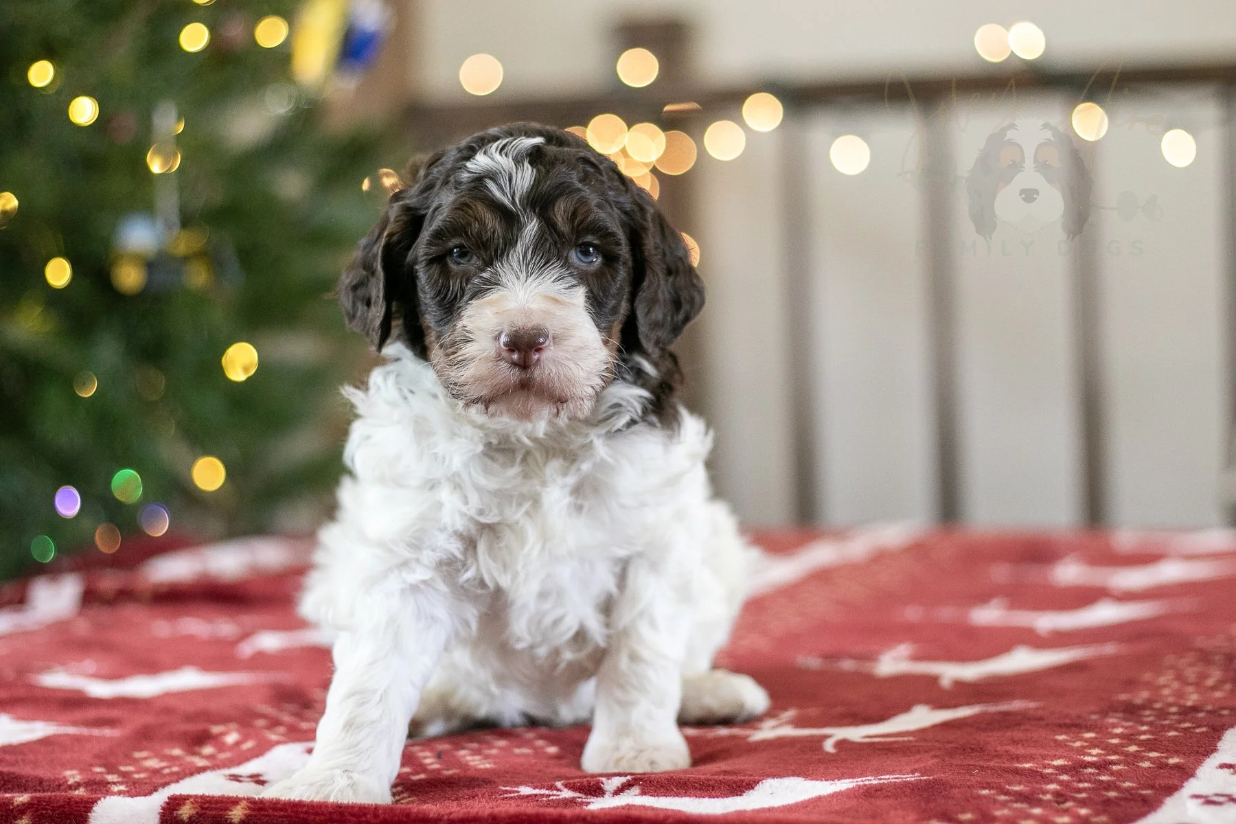Gandalf - Chocolate Parti Bernedoodle Puppy