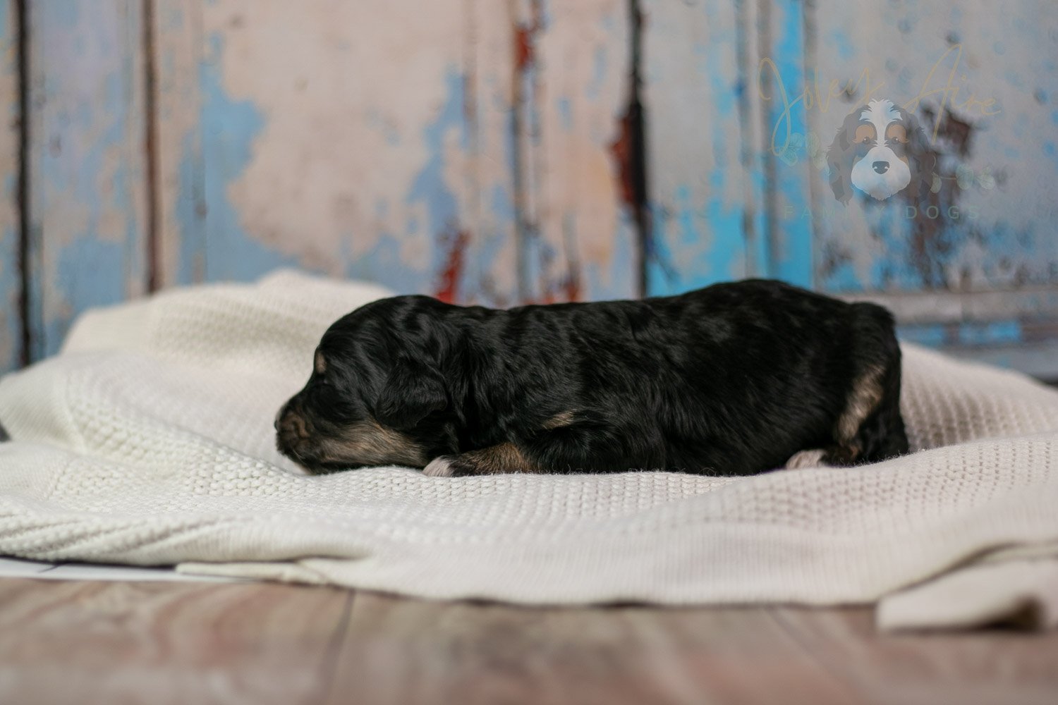 Georgia Bernedoodle Puppy-256.jpg
