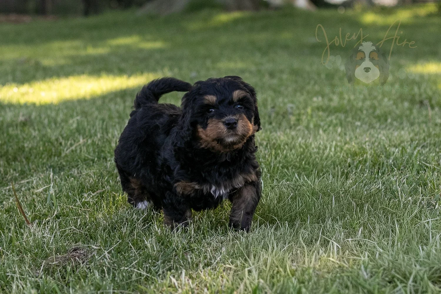 Guitar Bernedoodle Puppy-4.jpg