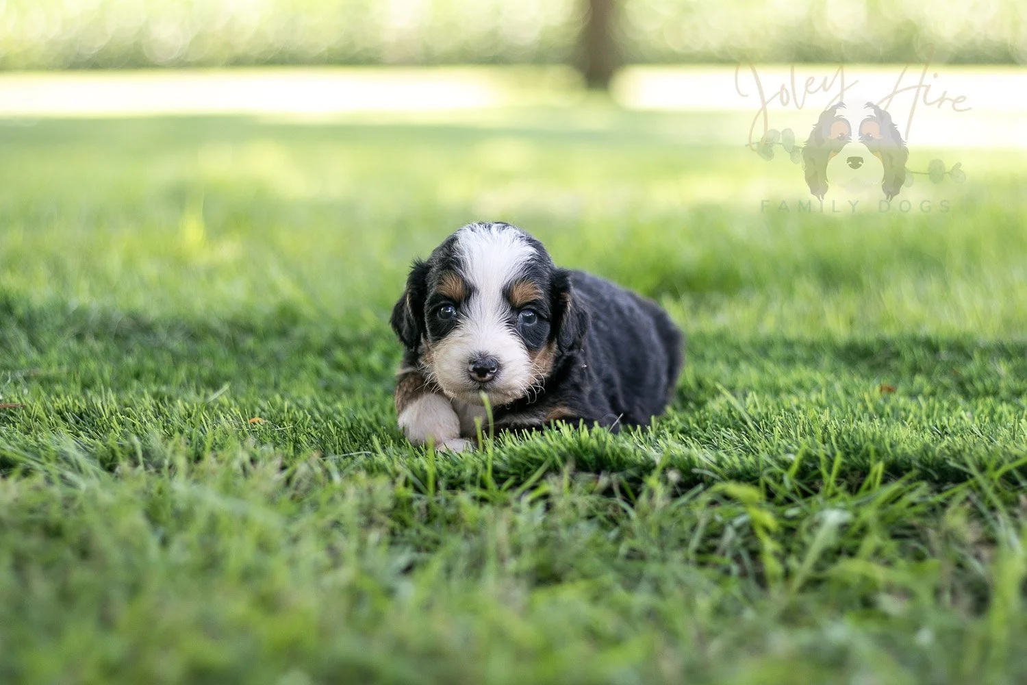 Anne Shirley Bernedoodle Puppy-526.jpg