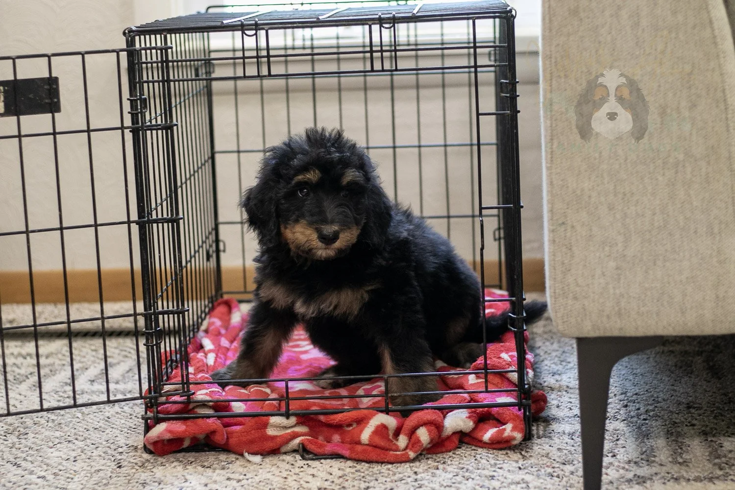 Gilbert Bernedoodle Puppy-342.jpg