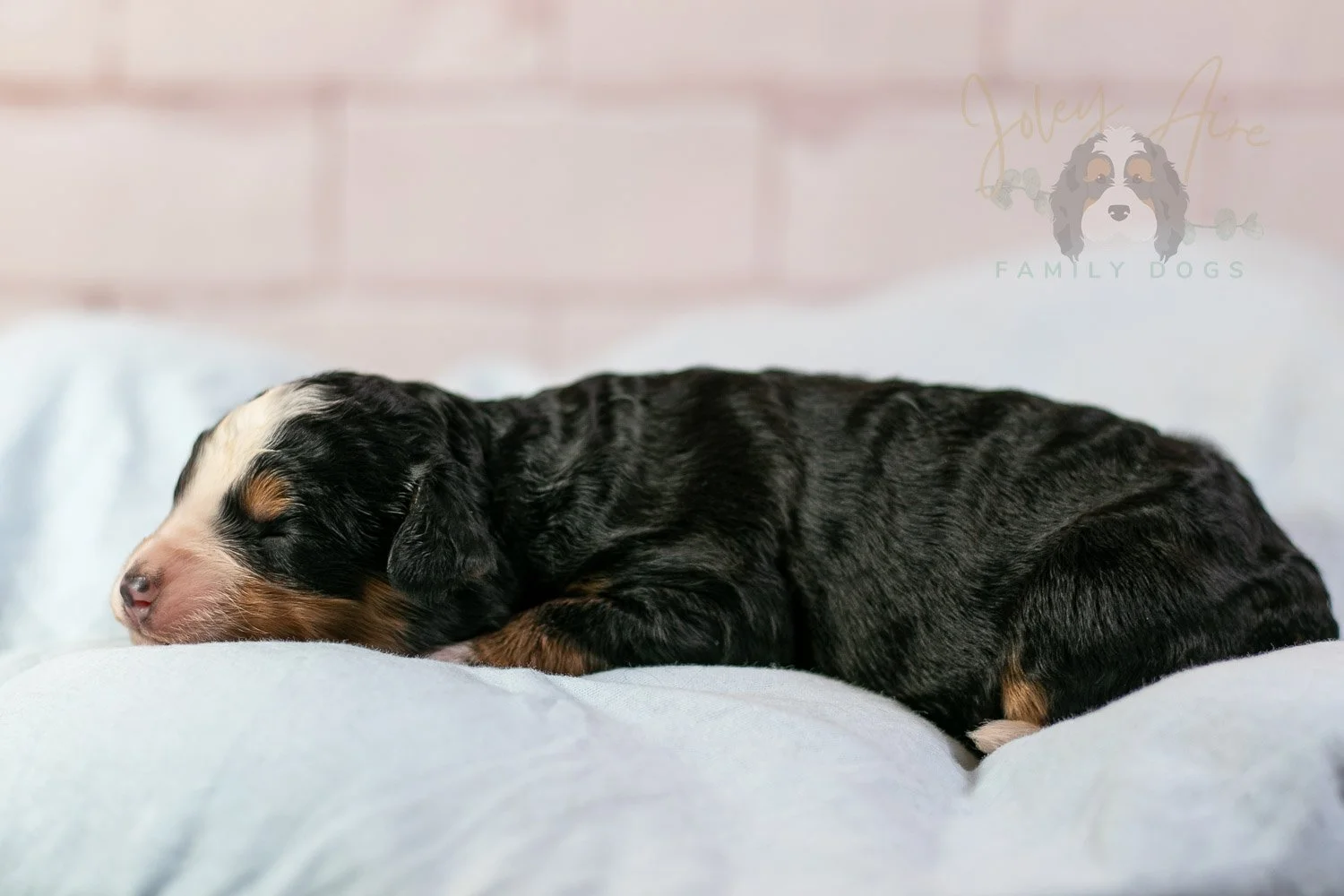 Anne Shirley Bernedoodle Puppy-13.jpg