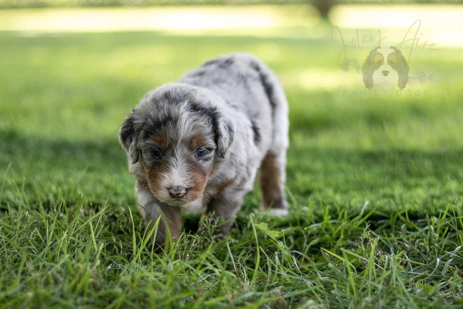 Rachel Lynde Bernedoodle Puppy-551.jpg