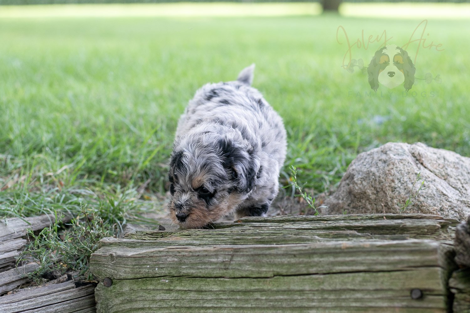 Frida Bernedoodle Puppy-136.jpg