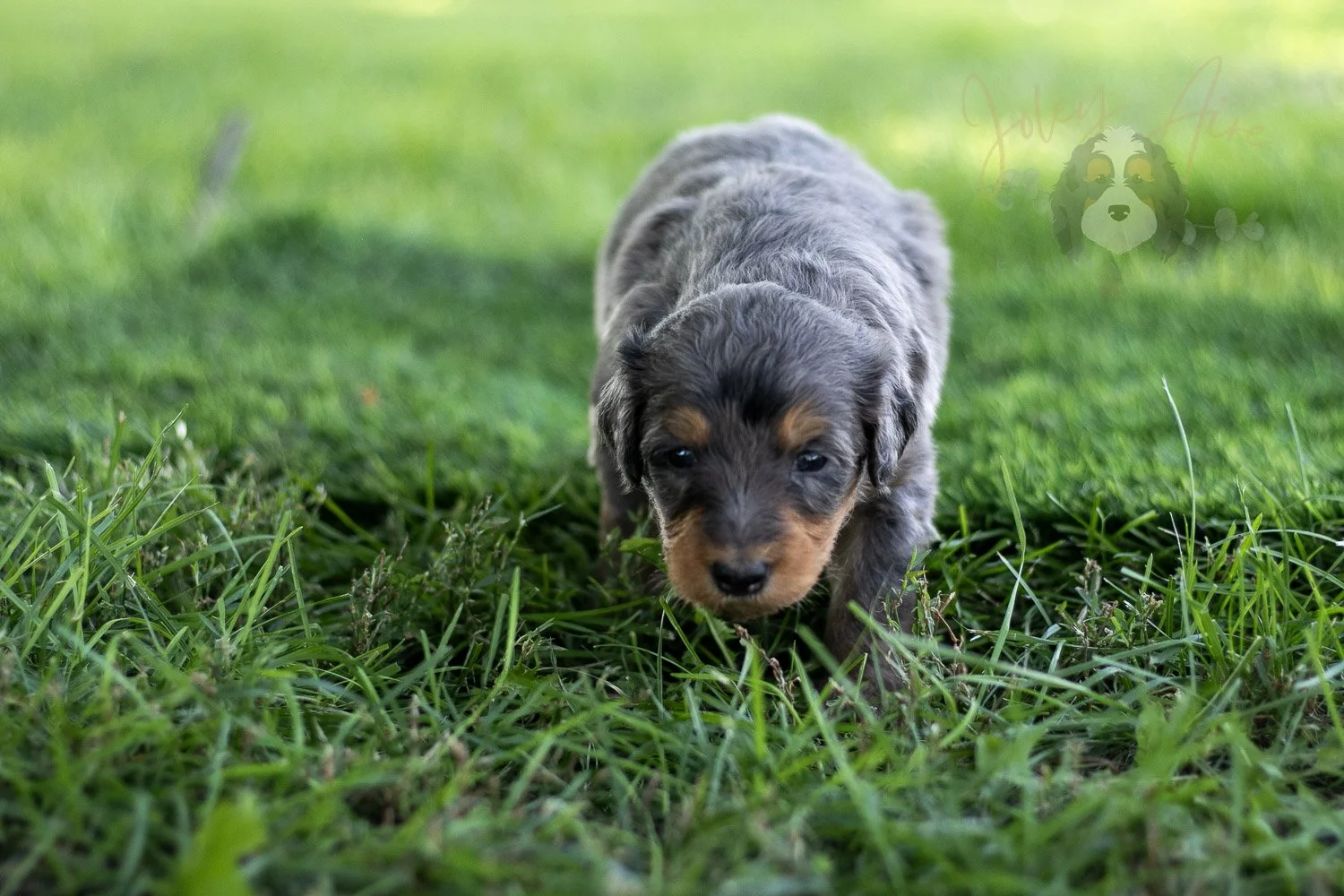 Josie Pye Bernedoodle Puppy-515.jpg