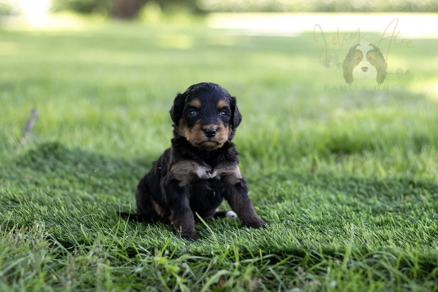 Mini Mae Bernedoodle Puppy-501.jpg
