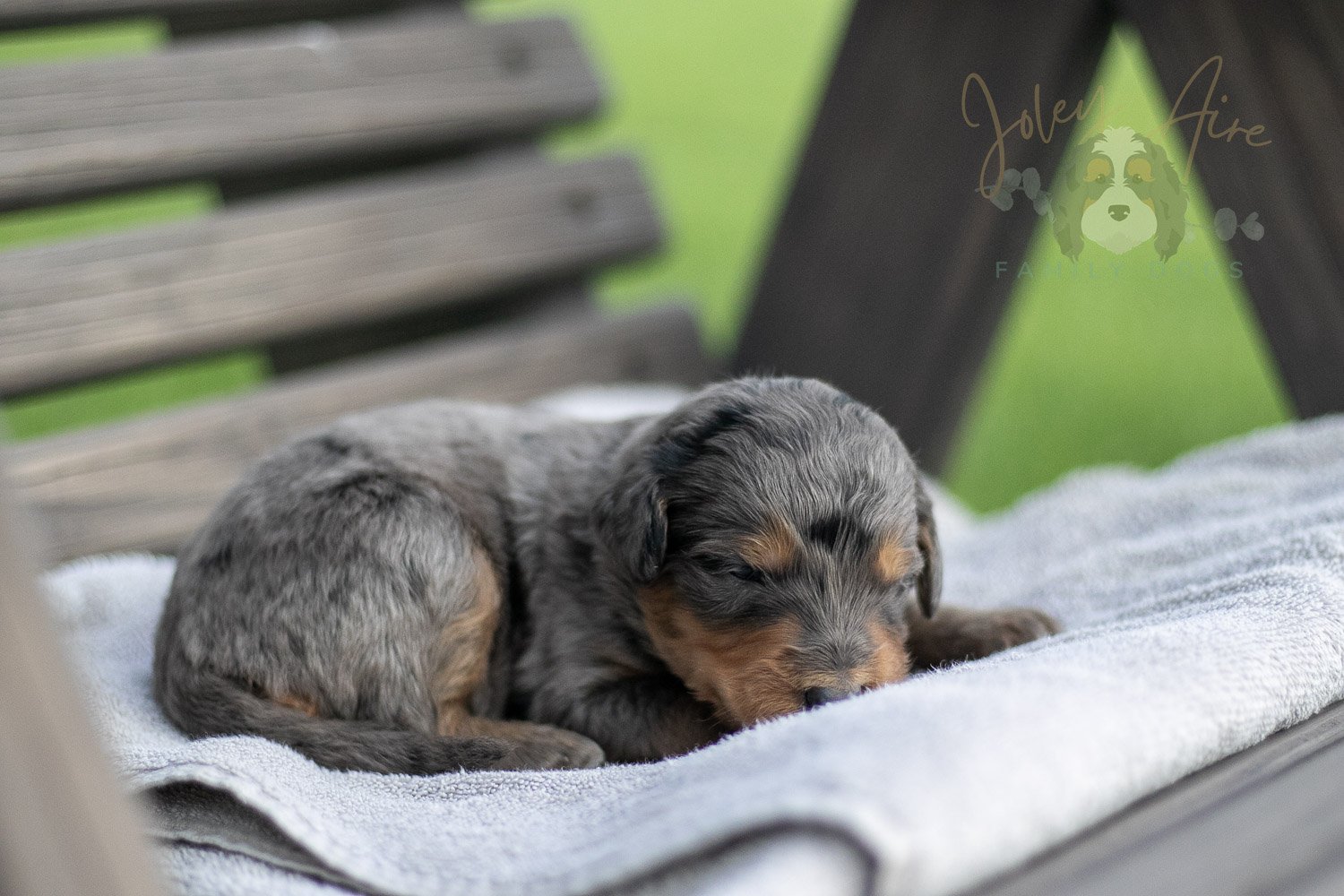 Josie Pye Bernedoodle Puppy-03.jpg