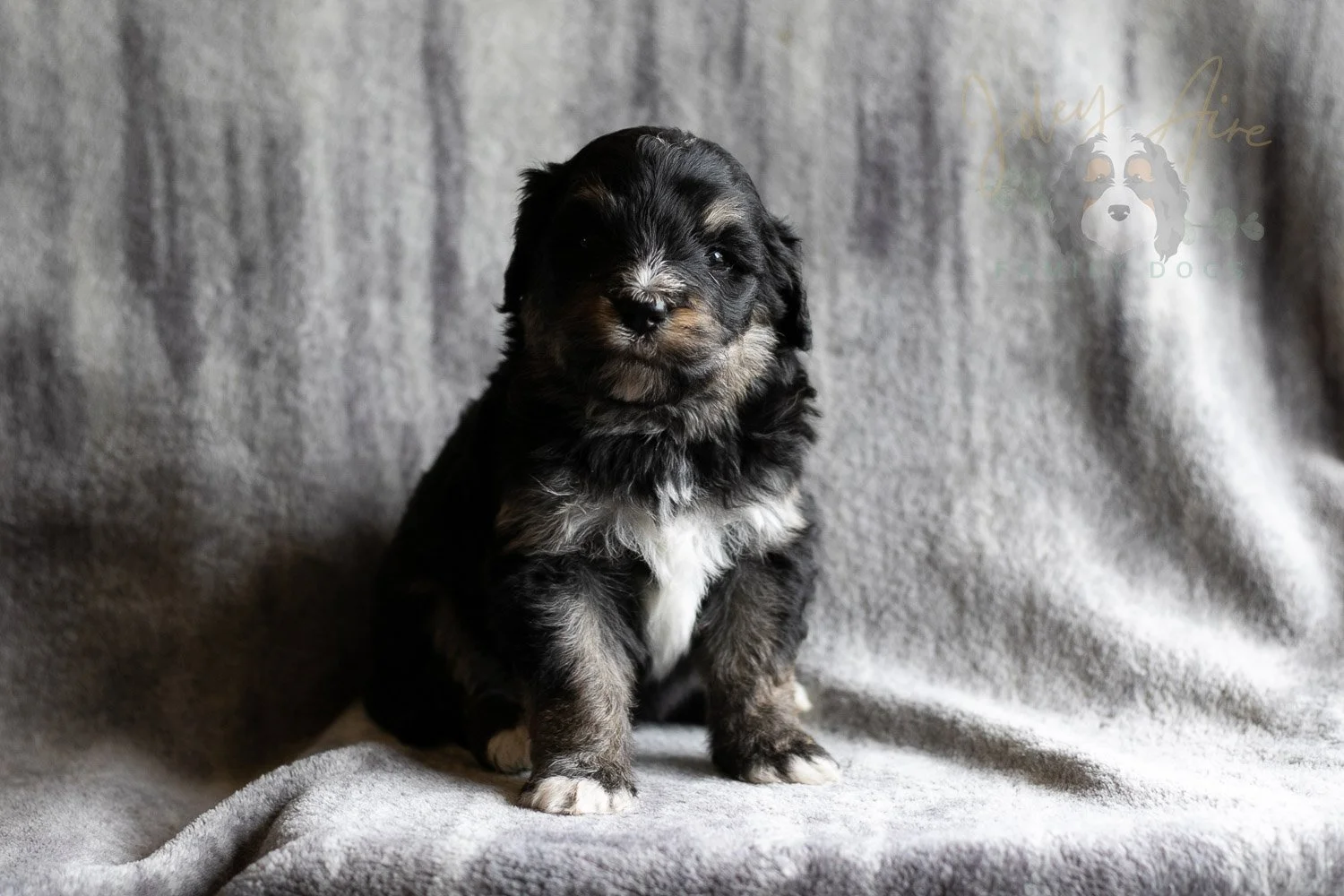 Georgia Bernedoodle Puppy-181.jpg