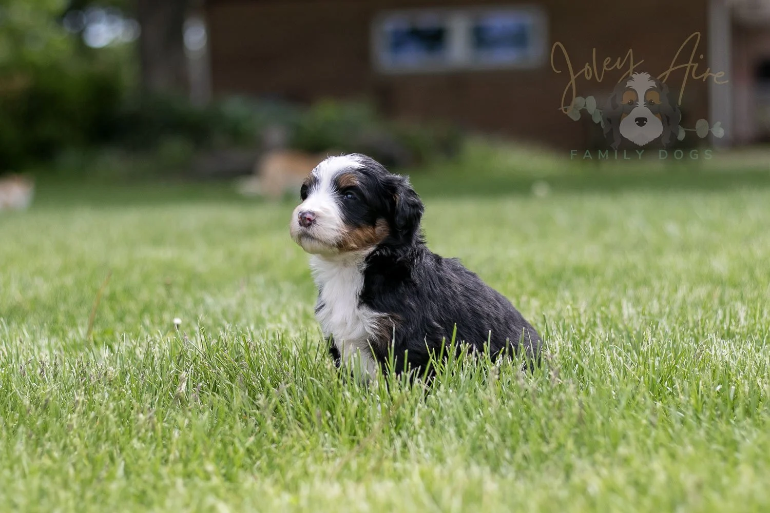Harmonica Bernedoodle Puppy-40.jpg