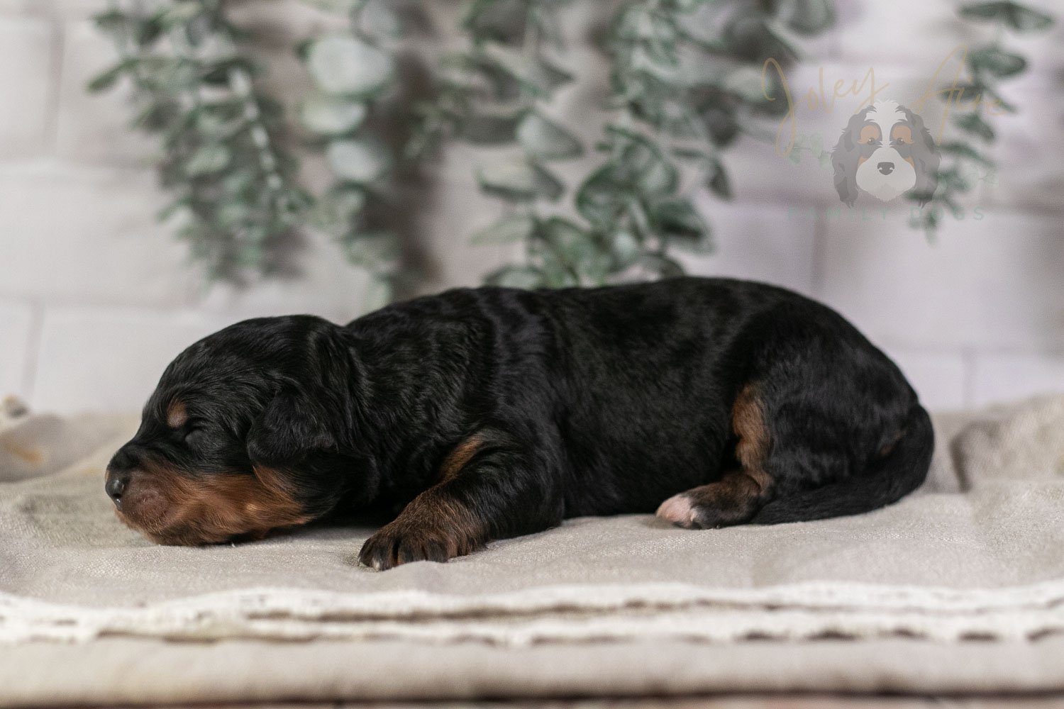 Guitar Bernedoodle Puppy-5.jpg