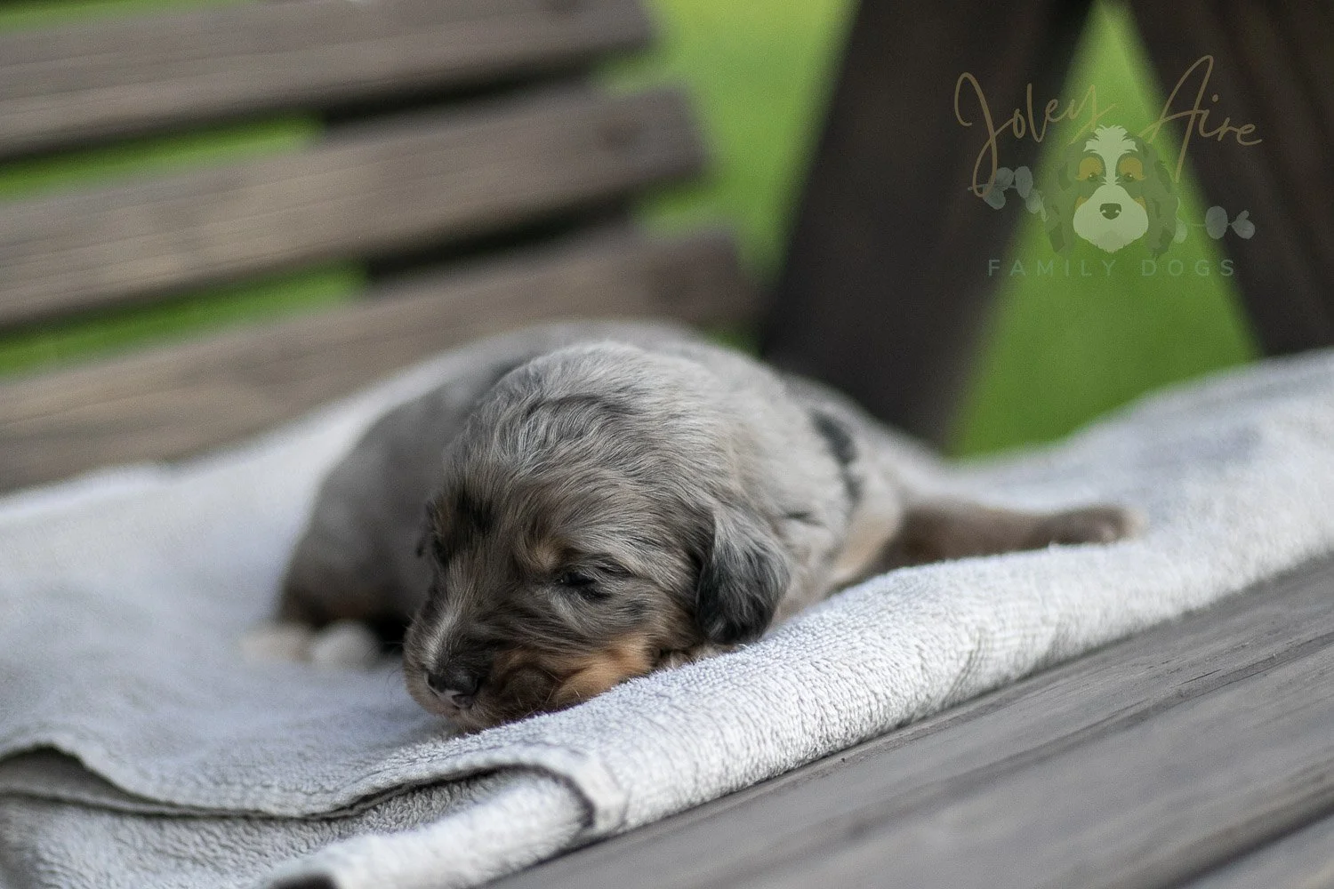 Matthew Cuthbert Bernedoodle Puppy-26.jpg
