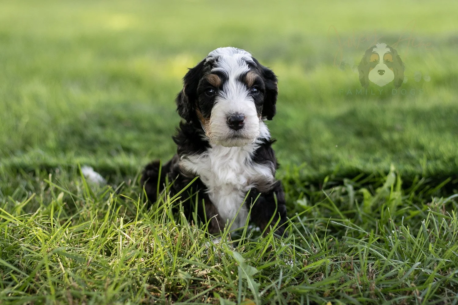 Yellowstone Bernedoodle Puppy-413.jpg