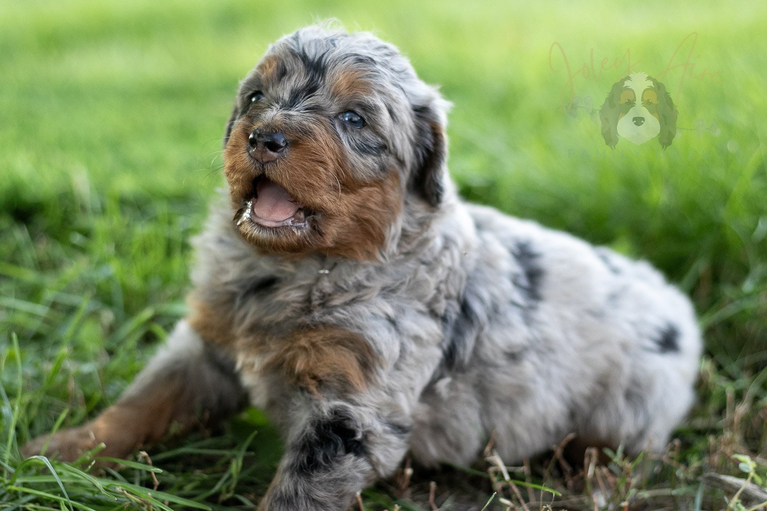 Marilla Cuthbert Bernedoodle Puppy-472.jpg