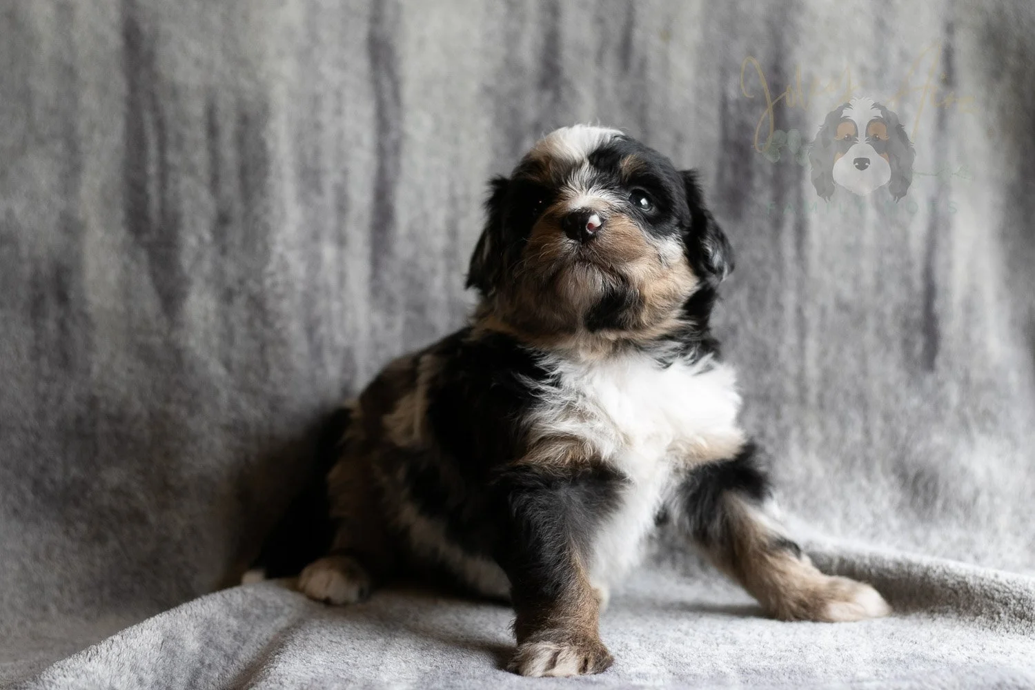 Artemisia Bernedoodle Puppy-133.jpg