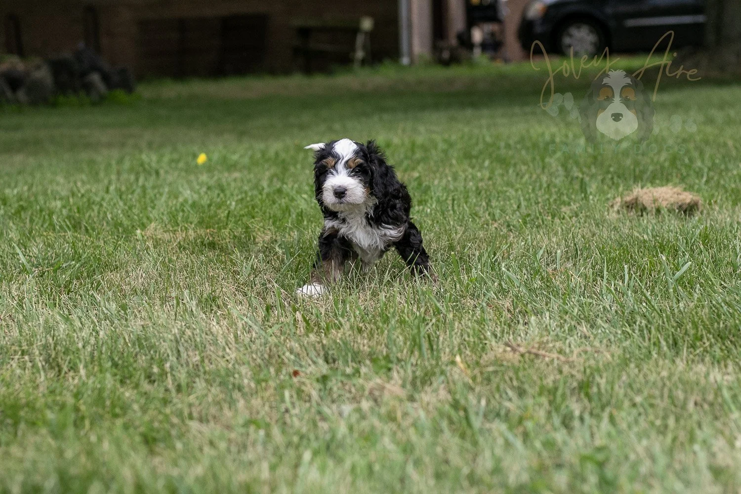 Yellowstone Bernedoodle Puppy-57.jpg