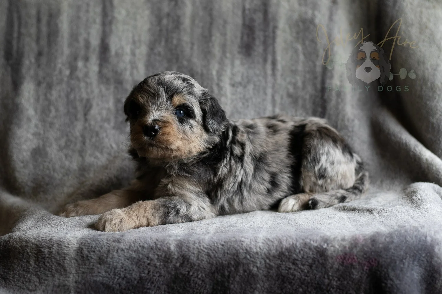 Mary Cassatt Bernedoodle Puppy-172.jpg