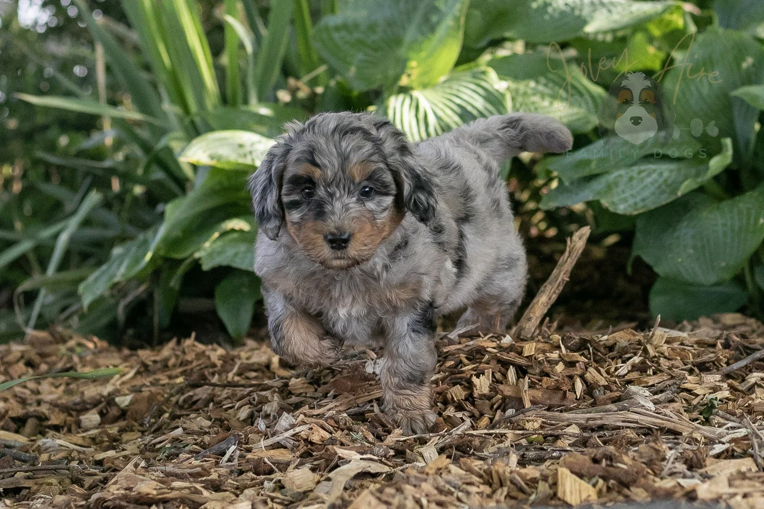 Ukulele Bernedoodle Puppy-7.jpg