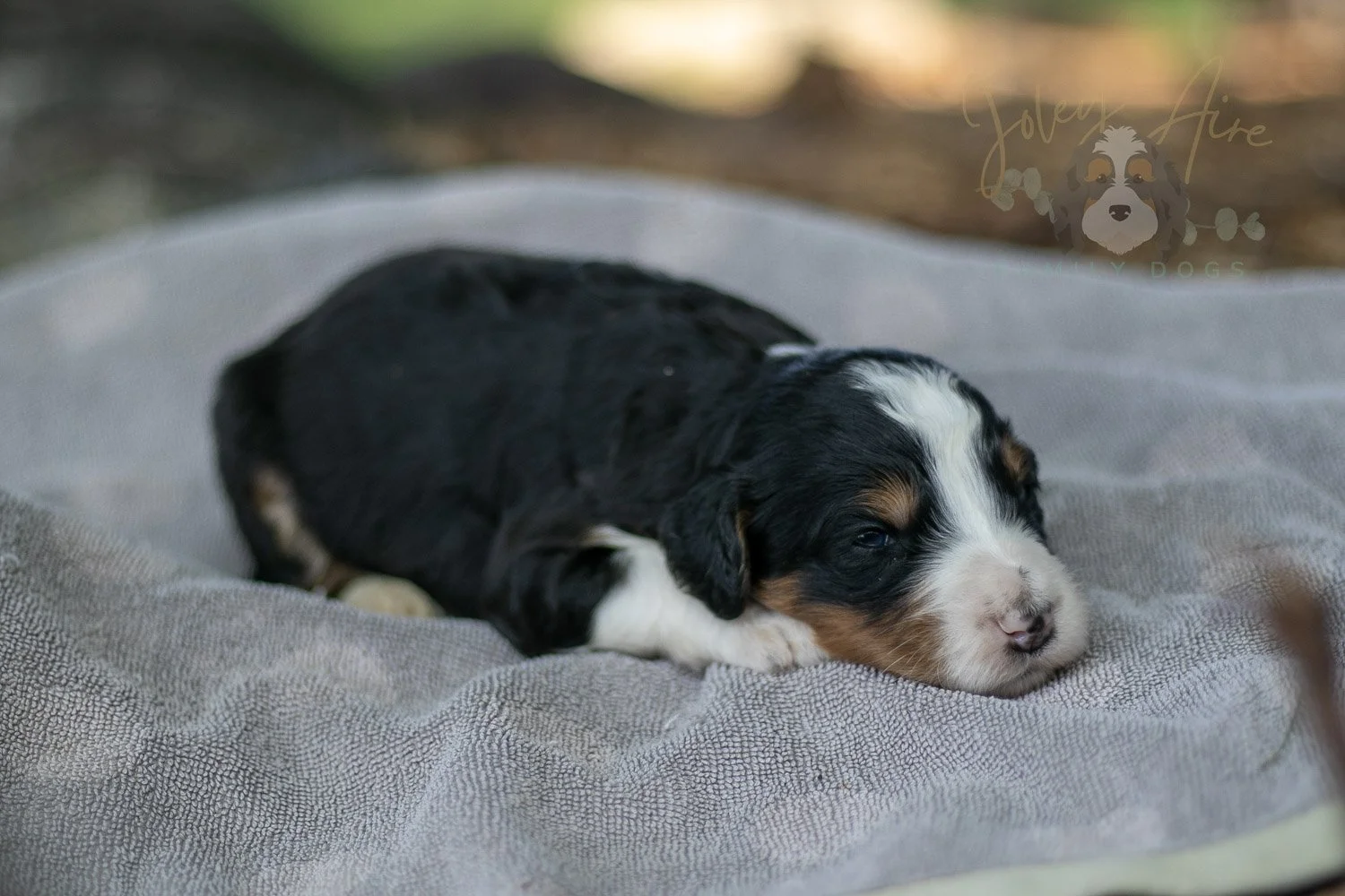Zion Bernedoodle Puppy-88.jpg