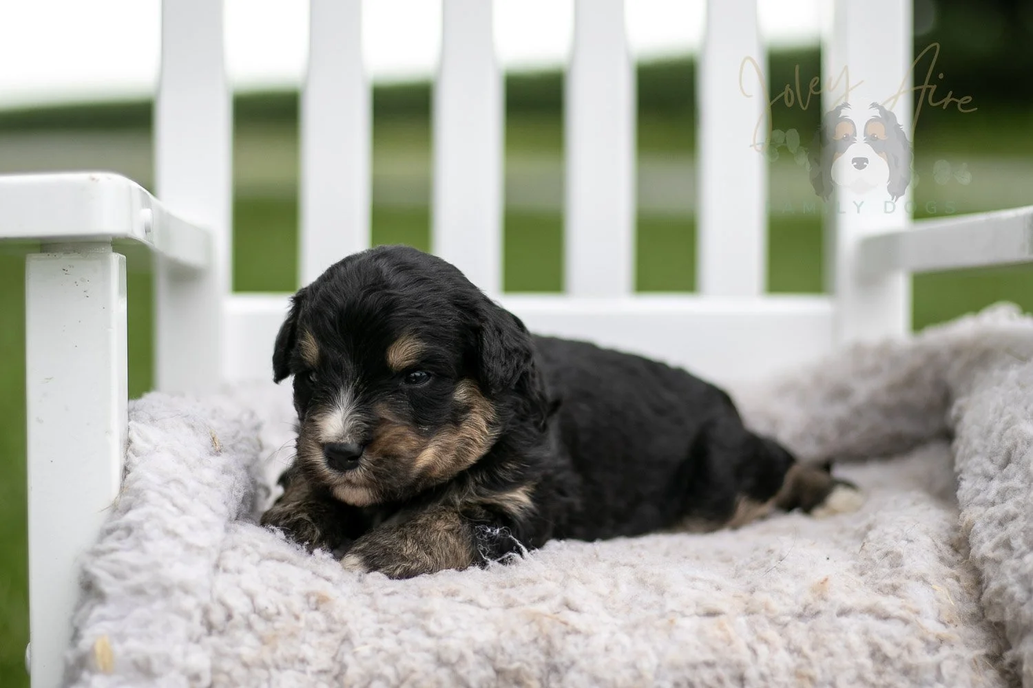 Da Vinci Bernedoodle Puppy-745.jpg