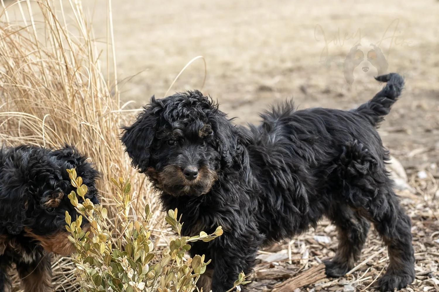 Aurora Bernedoodle Puppy-21.jpg