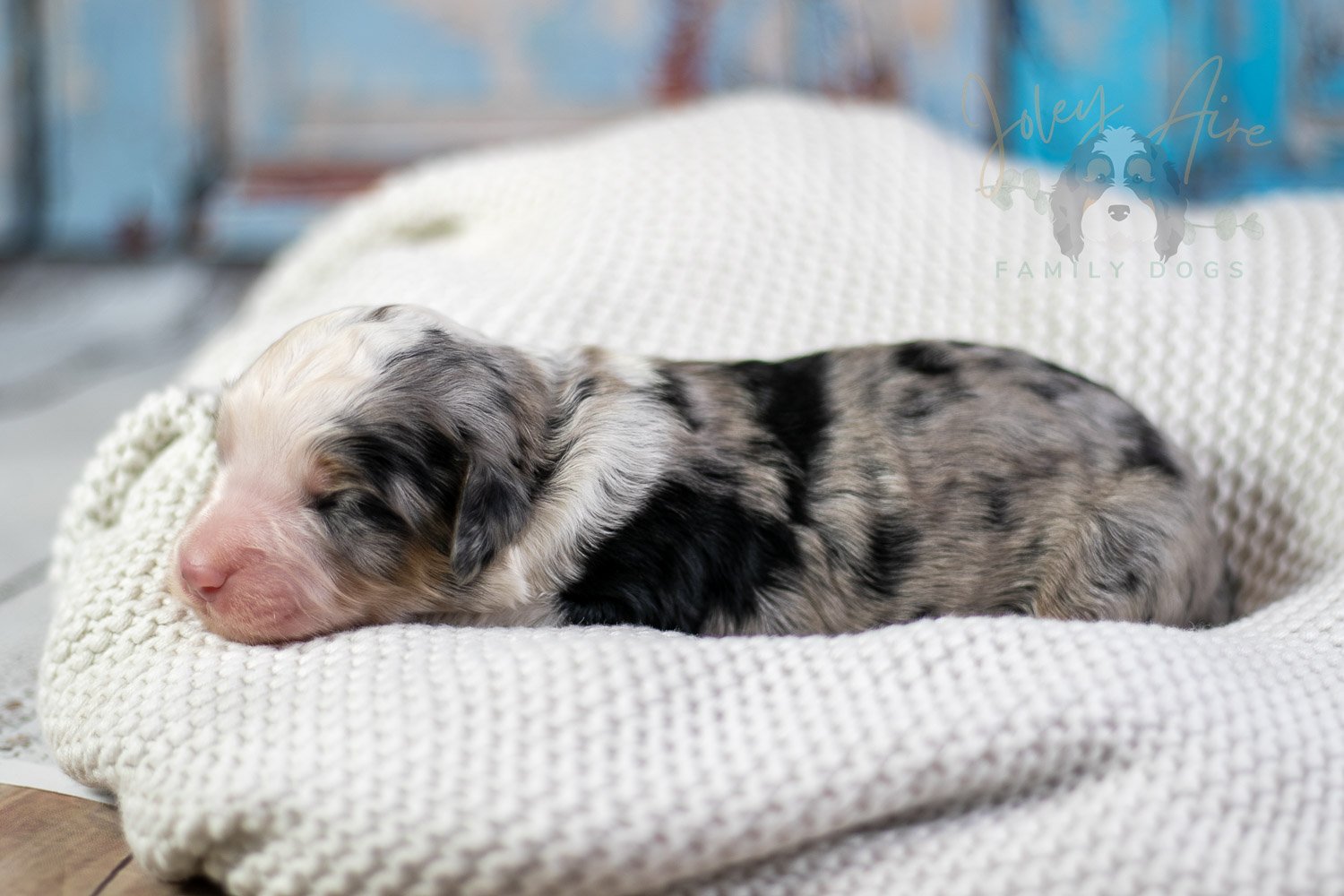 Pablo Picasso Bernedoodle Puppy-61.jpg