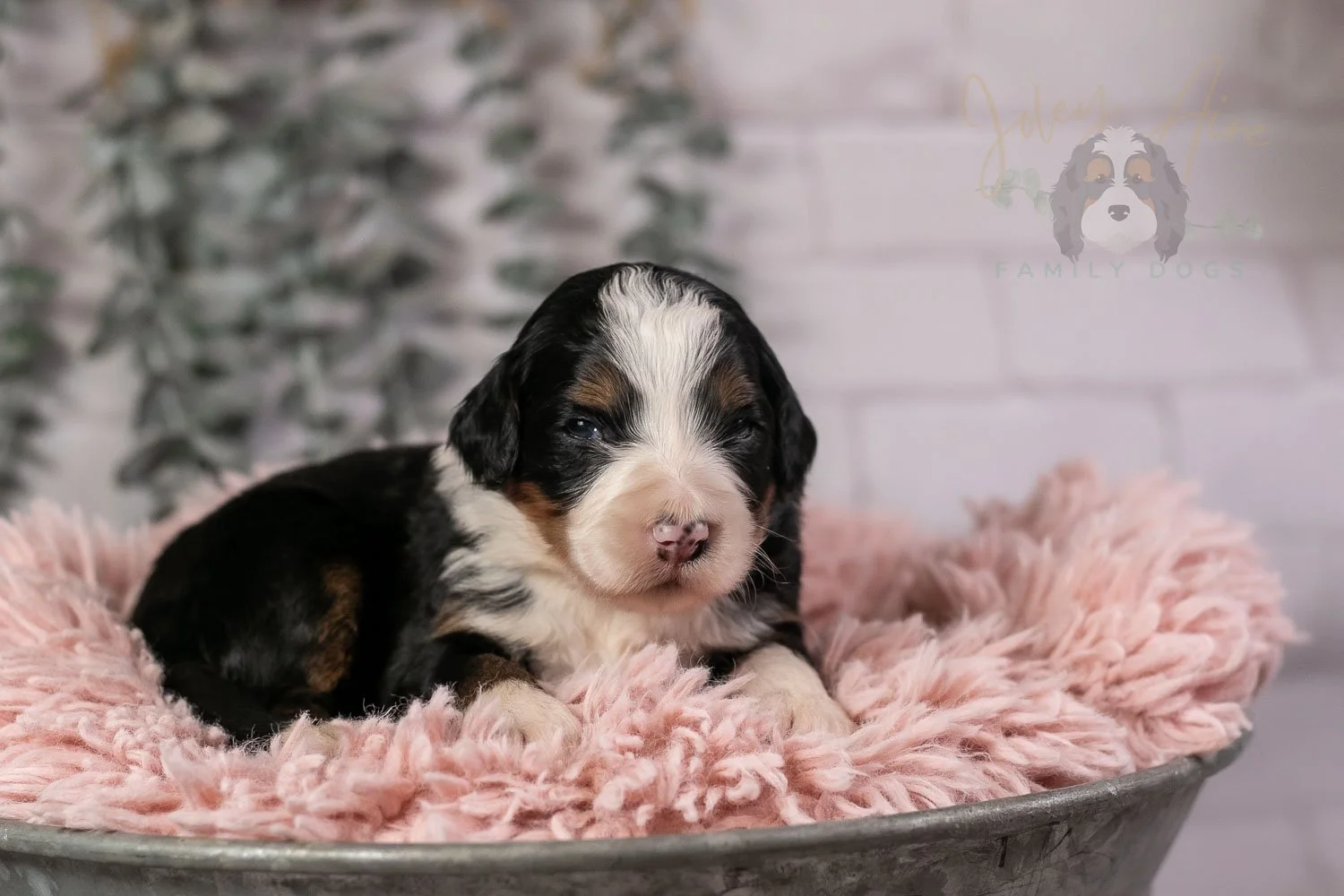 Harmonica Bernedoodle Puppy-33.jpg