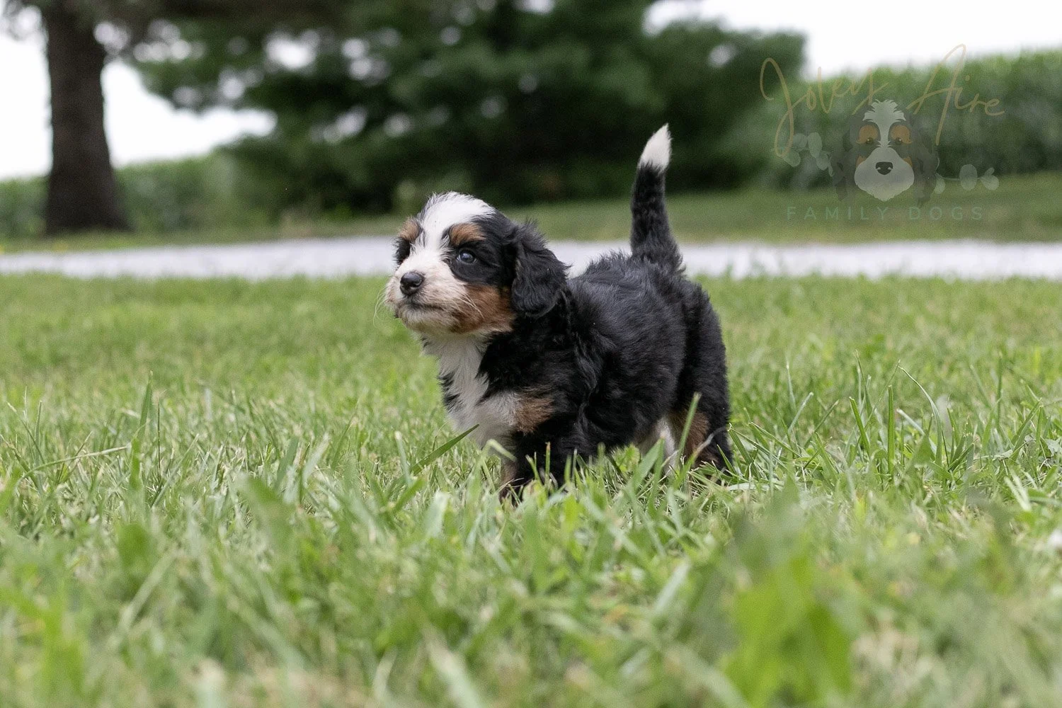 Anne Shirley Bernedoodle Puppy-099.jpg
