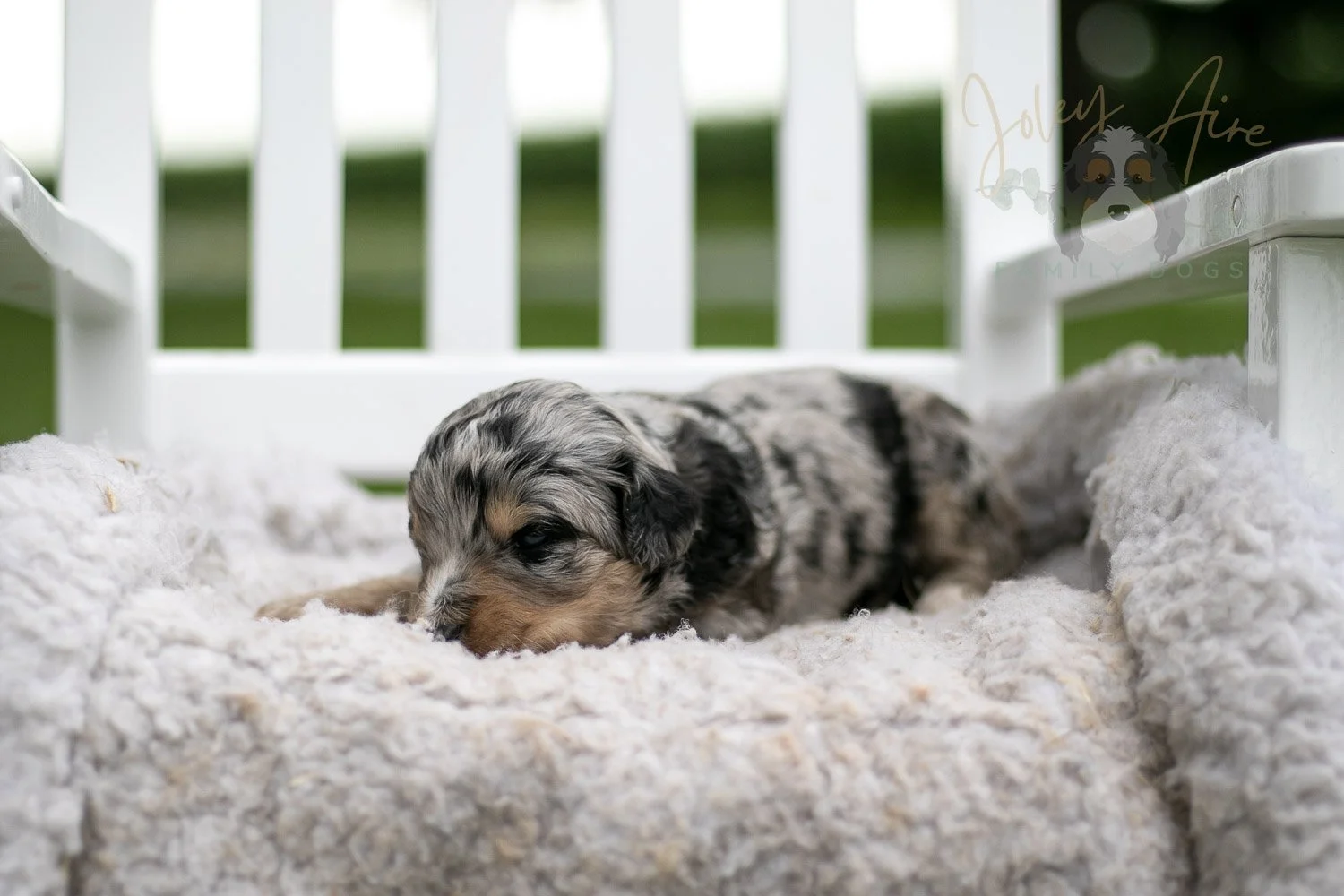 Mary Cassatt Bernedoodle Puppy-671.jpg