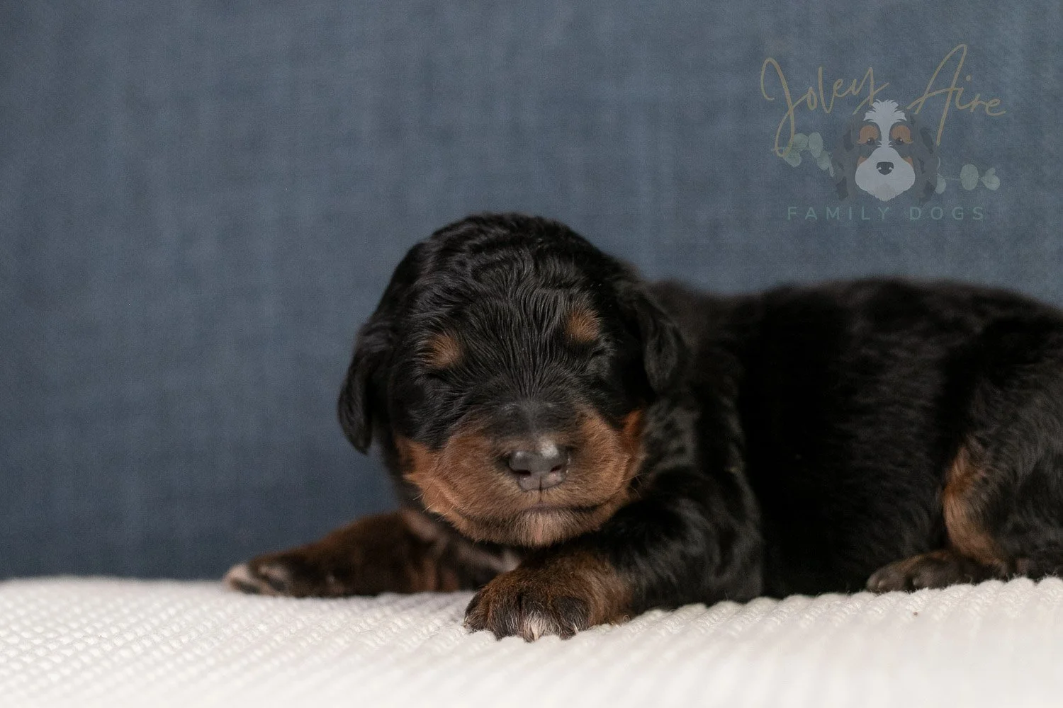 Amber Bernedoodle Puppy-14.jpg