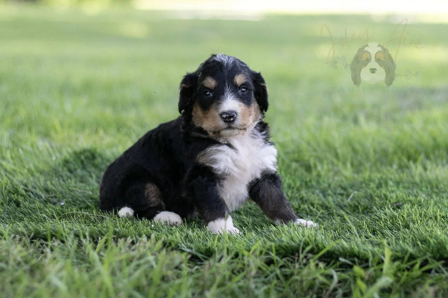 Walter Shirley Bernedoodle Puppy-457.jpg