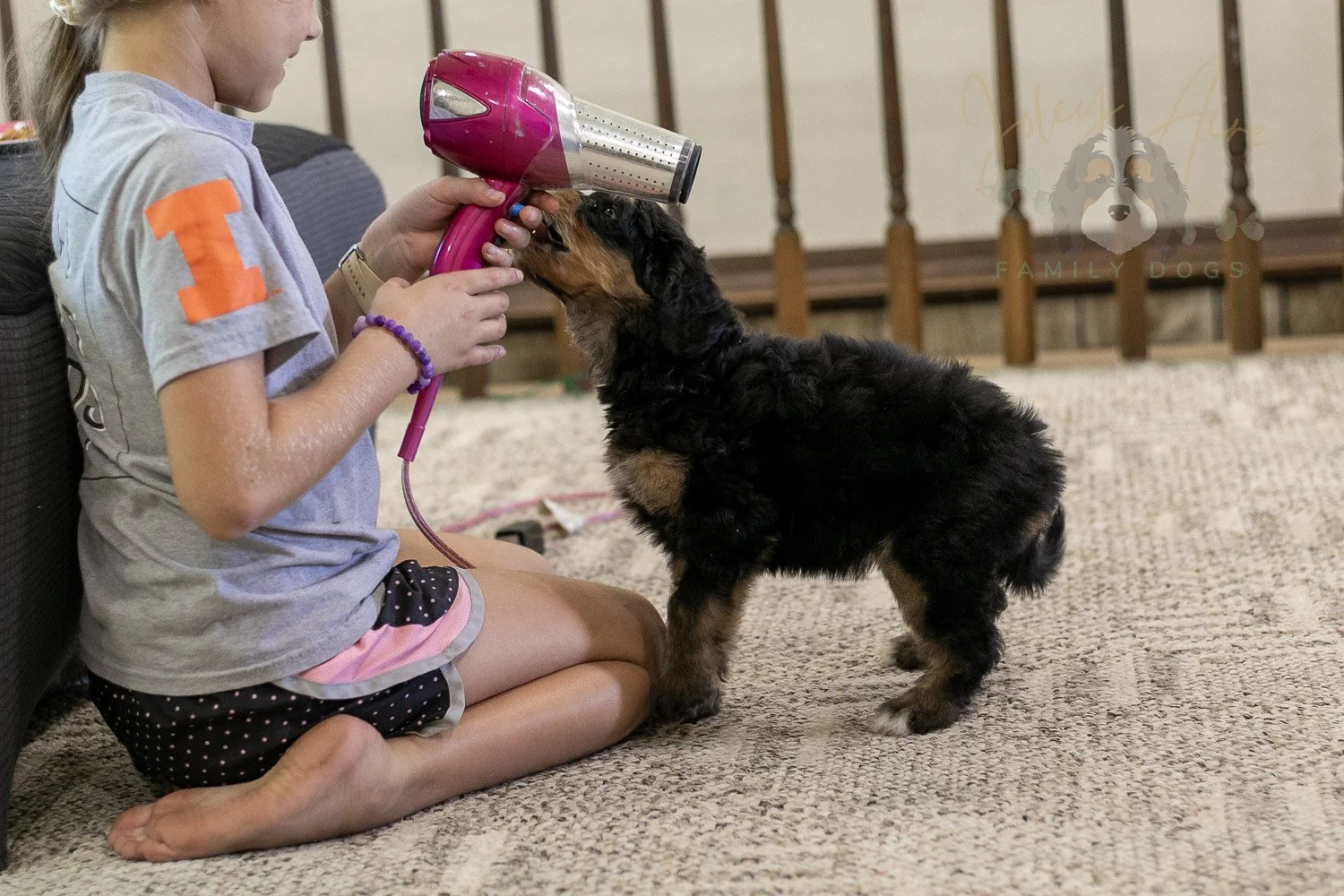 Mini Mae Bernedoodle Puppy-380.jpg