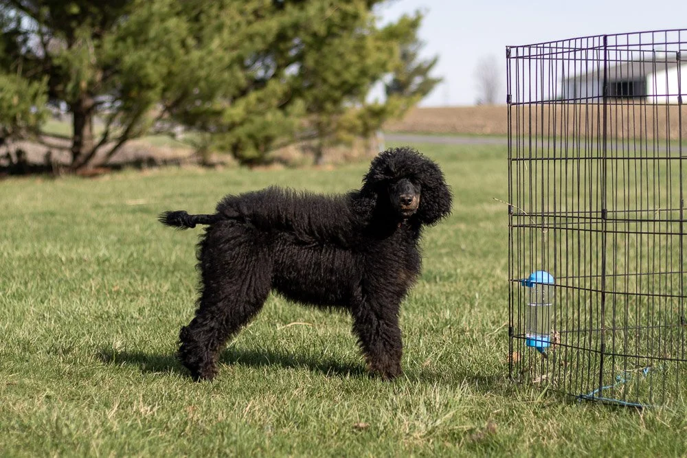 Pixie 5 months old-32.jpg