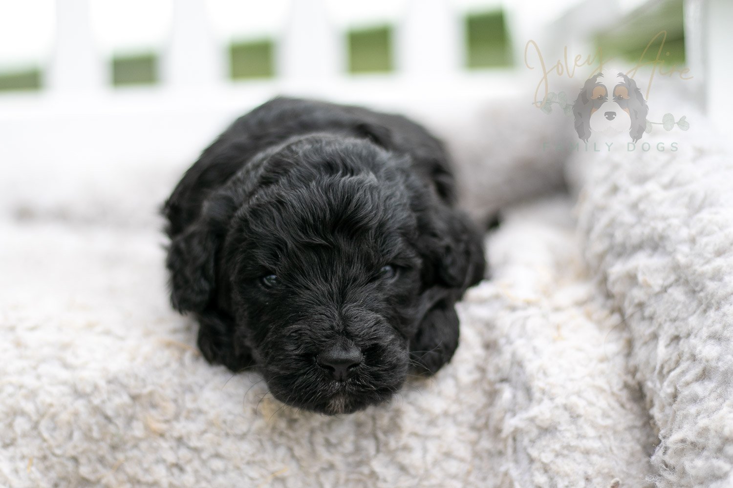 Claude Monet Bernedoodle Puppy-754.jpg