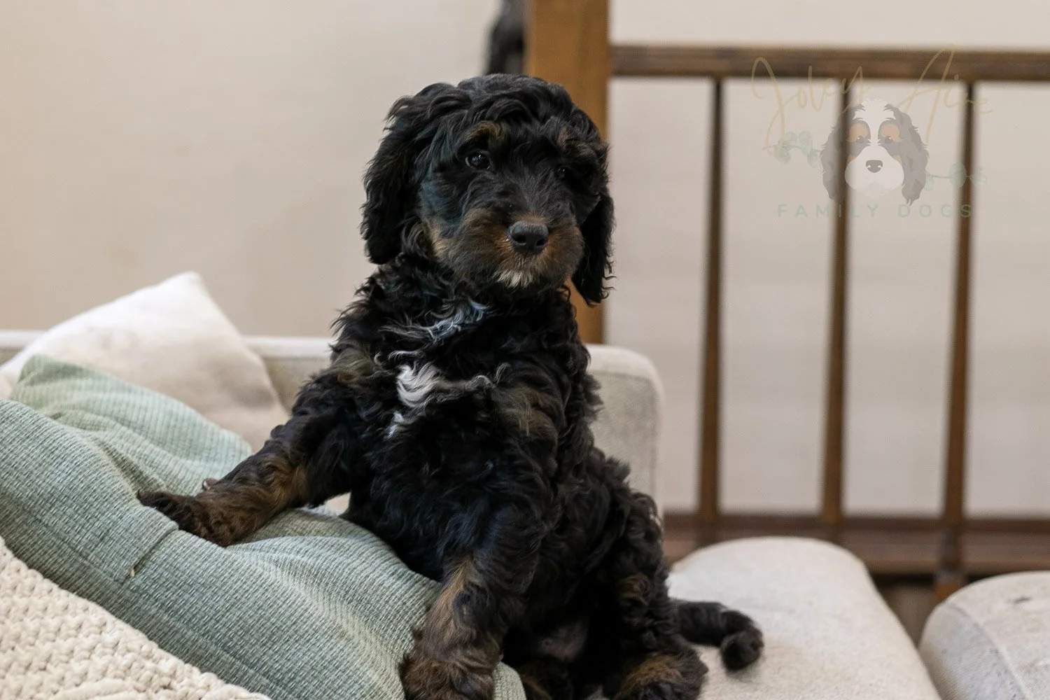 Denali Bernedoodle Puppy-551.jpg