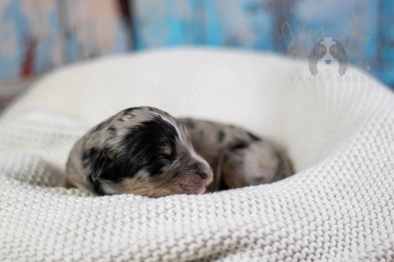 Frida Kahlo Bernedoodle Puppy-23.jpg