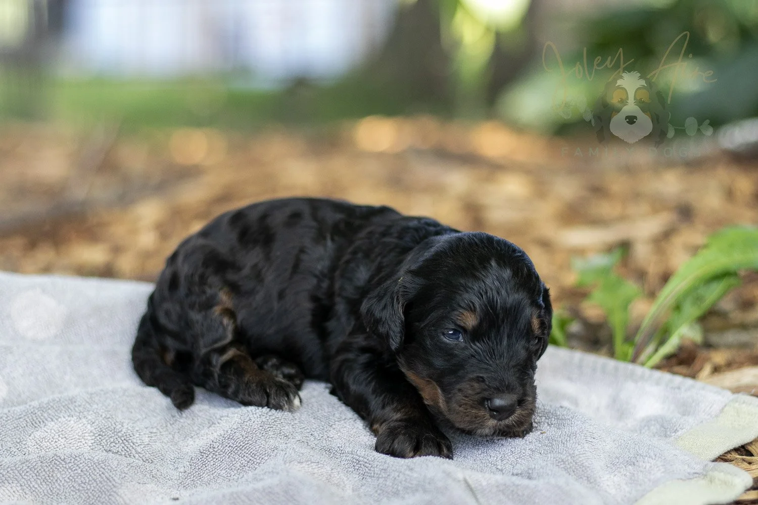 Denali Bernedoodle Puppy-105.jpg