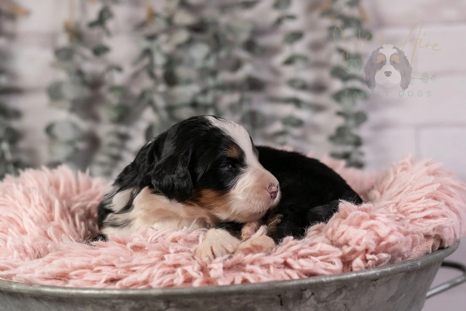 Harmonica Bernedoodle Puppy-25.jpg