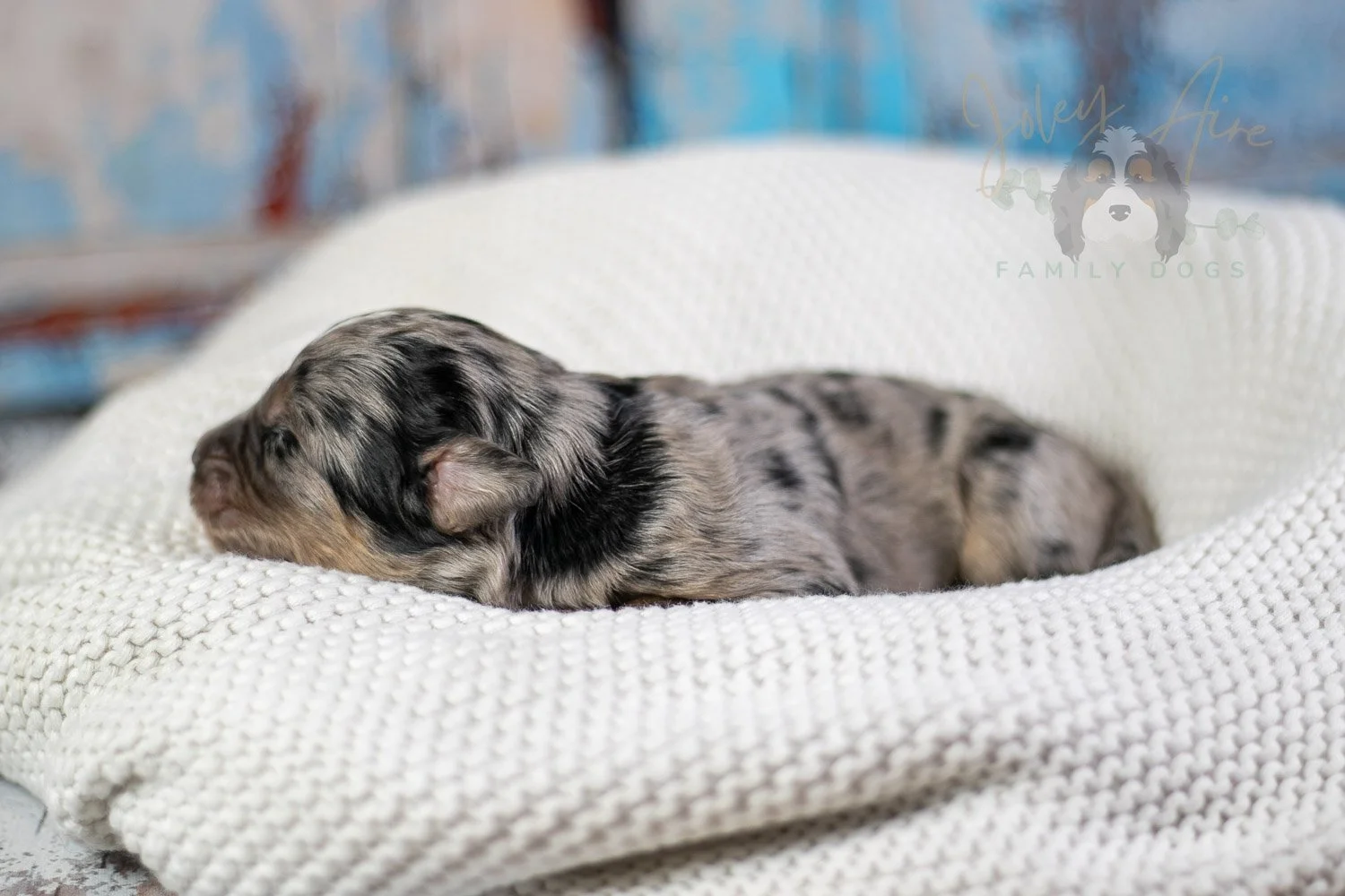 Frida Kahlo Bernedoodle Puppy-26.jpg
