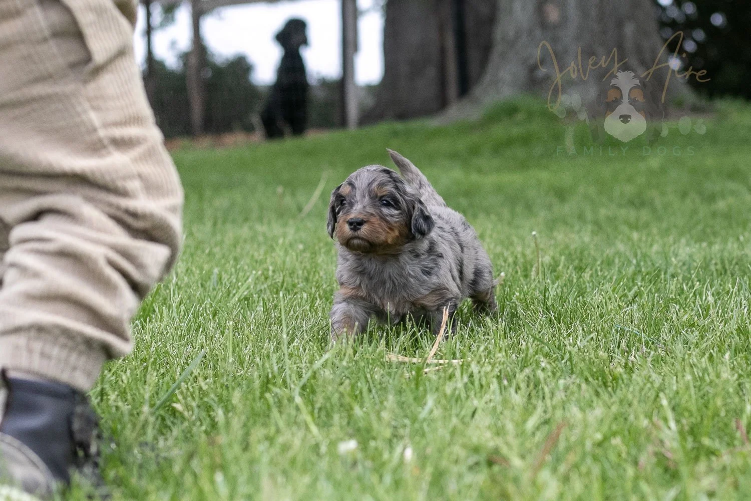Ukelele Bernedoodle Puppy-111.jpg